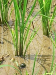 presence of snails in field